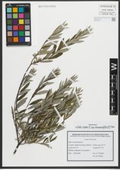 Foto von Salix repens subsp. rosmarinifolia (L.) Andersson